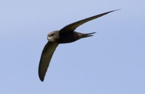 The swifts are here, their new homes are ready.